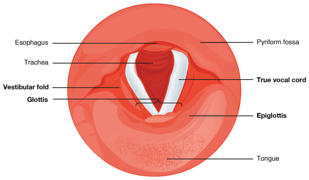vocal cords
